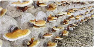 Mushroom Image